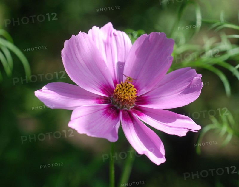Pink Cosmos