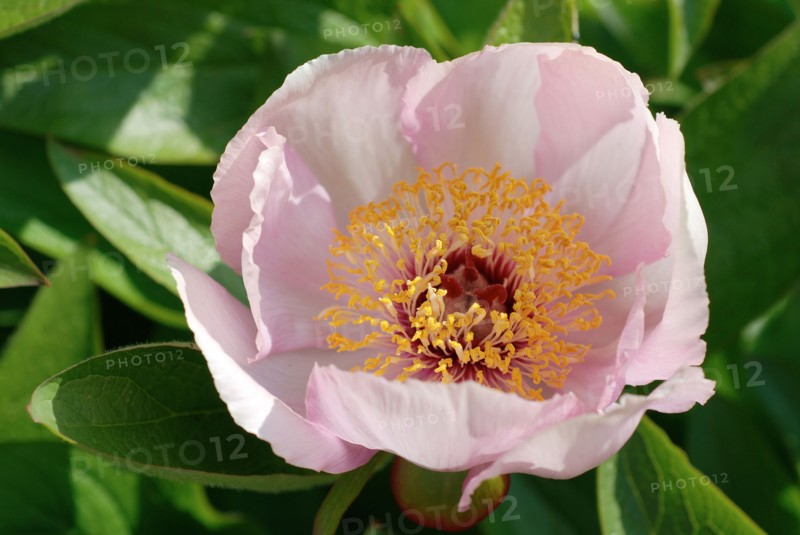 Peony