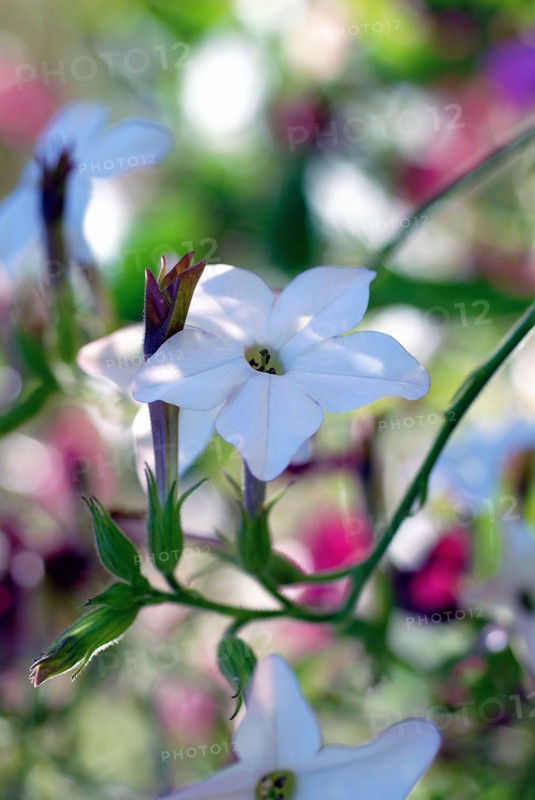 Nicotiana alata
