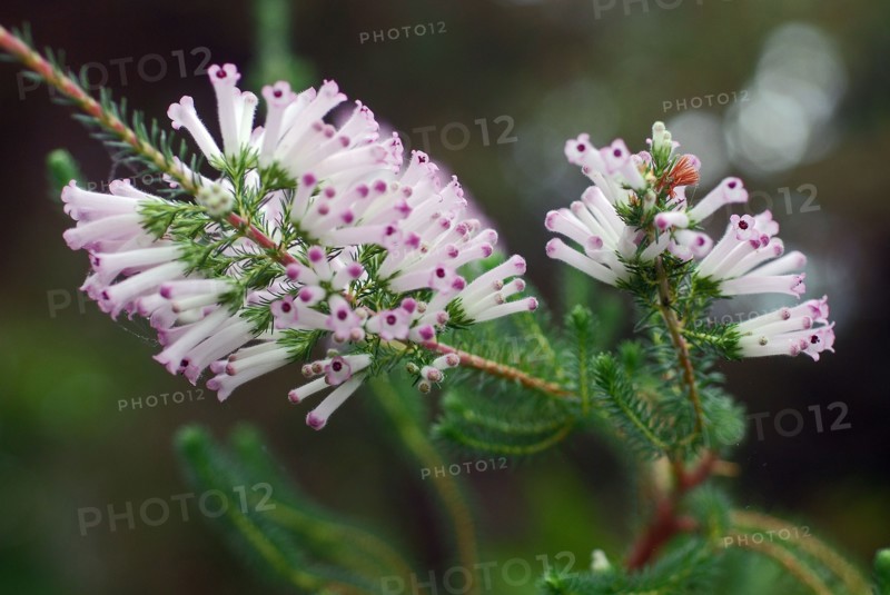 Fabiana imbricata