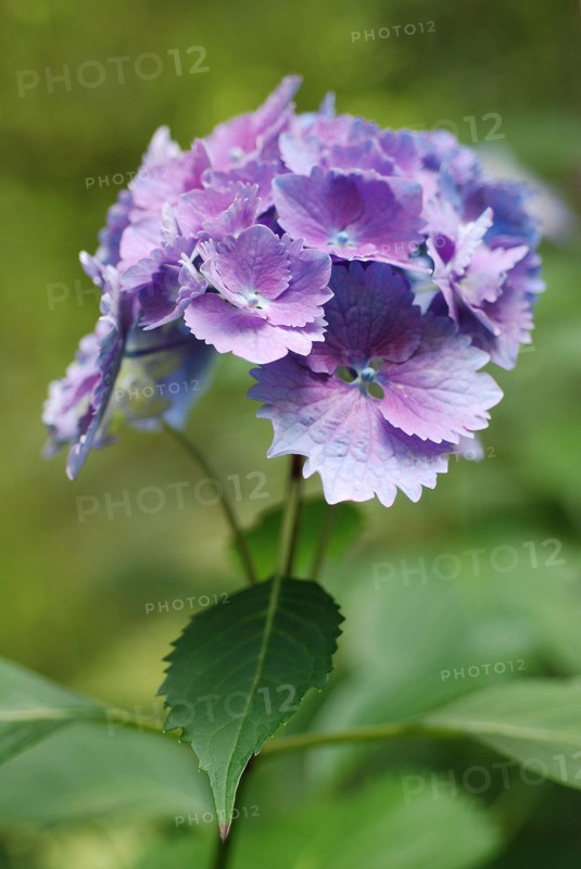 Hydrangea macrophylla