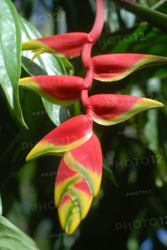 Heliconia caribaea