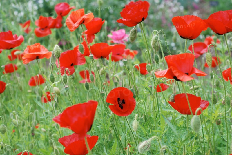 Champ de Coquelicots
