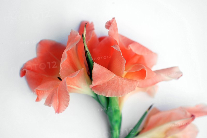 Gladiolus