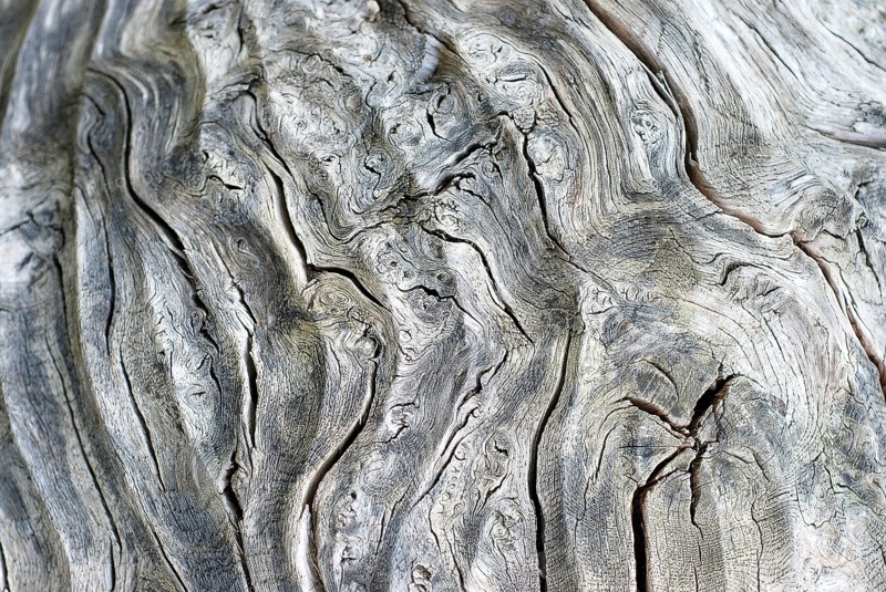 Detail of a tree trunk