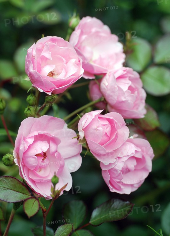 Rosa