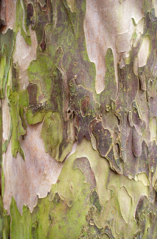 Detail of a tree trunk
