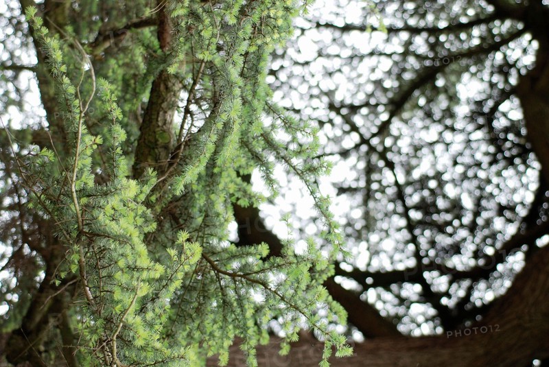 Larch