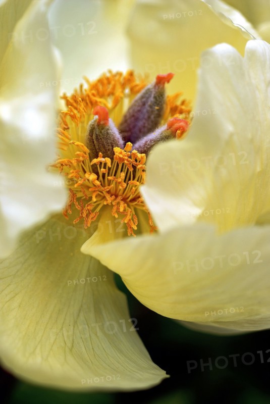 Peony