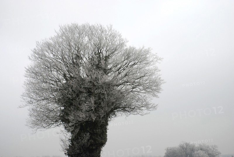 Norfolk field with single tree