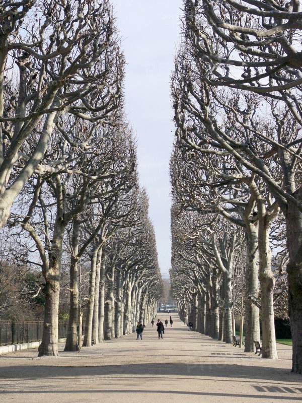 Alley of the Jardin des Plantes in Paris