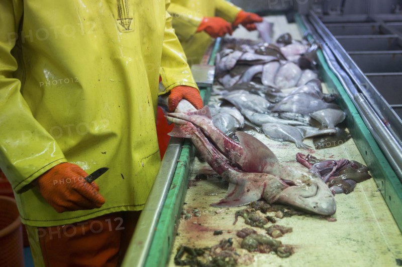 Puls trawling in the North sea