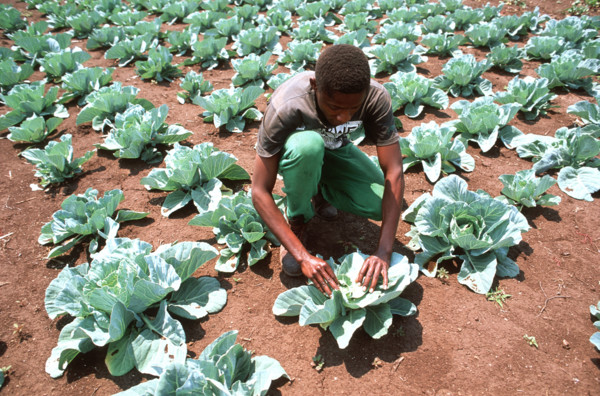 Inspecting Cabbages
\n