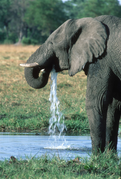Elephant Drinking
\n