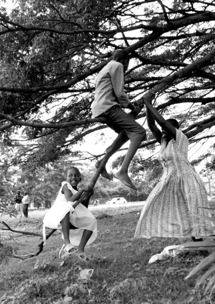 Burundi, Children swing on the barnches of "the love tree". A tree in the capital,