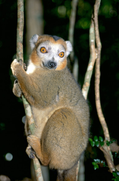 CROWNED LEMUR, NORTHERN MADAGASCAR, MADAGASCAR