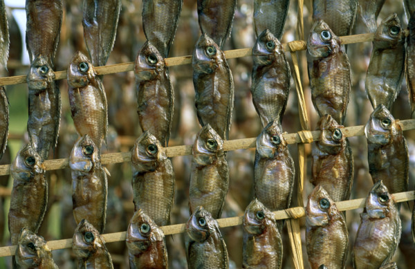 TILAPIA, SUN DRIED FISH, LAKE MBURO, UGANDA
