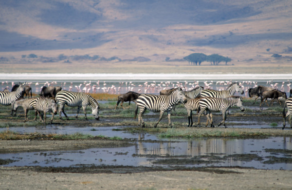 NGORONGORO CRATER, TANZANIA