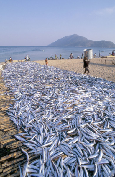 USIPA FISH ON BEACH RACKS