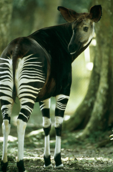 FEMALE OKAPI, EPULU, DEMOCRATIC REPUBLIC OF THE CONGO