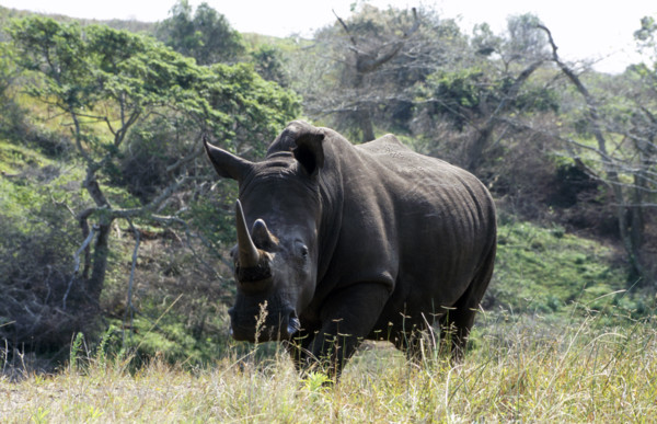 White Rhino
