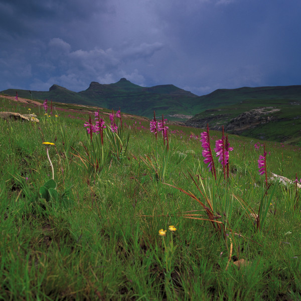 Watsonia
