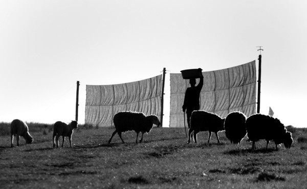 Fog nets