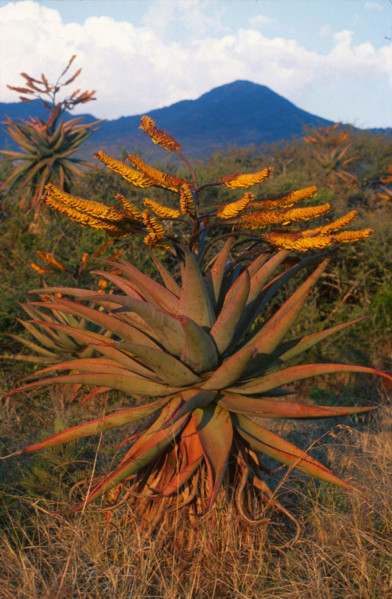Aloe spp