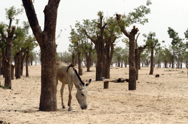 Darfur