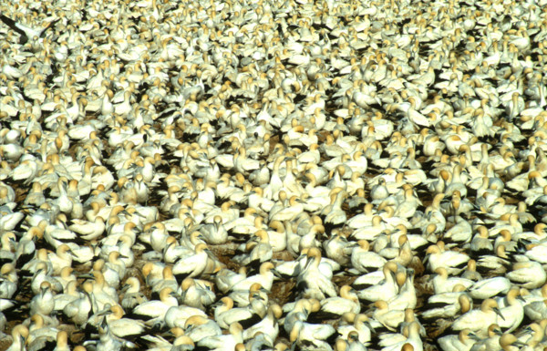 Cape gannet (Sula capensis) colony