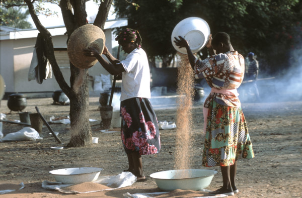 Ladies cleaning Sorghum