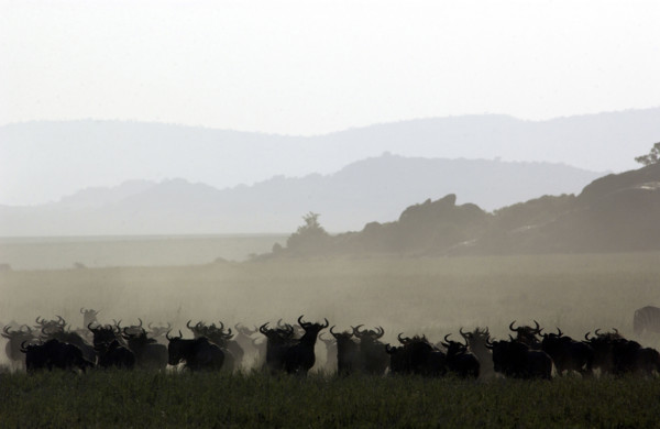 Widerbeast migration.Kenya