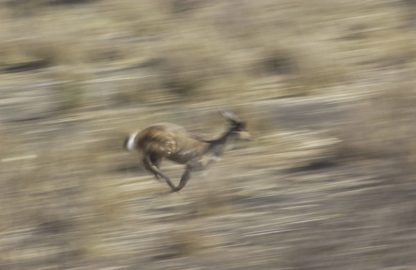 Bushbuck