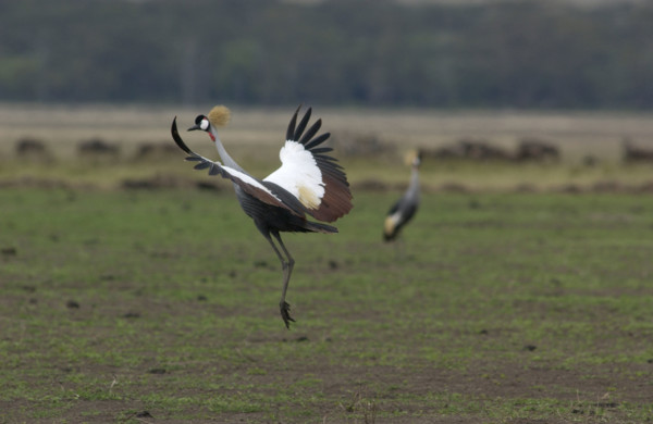 Crested Crane