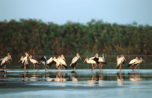 Yellow billed stocks. Shakawe