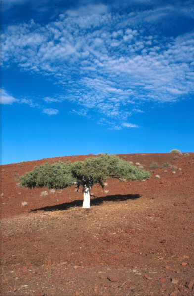 Shepherds Tree (Boscia albitrunca)