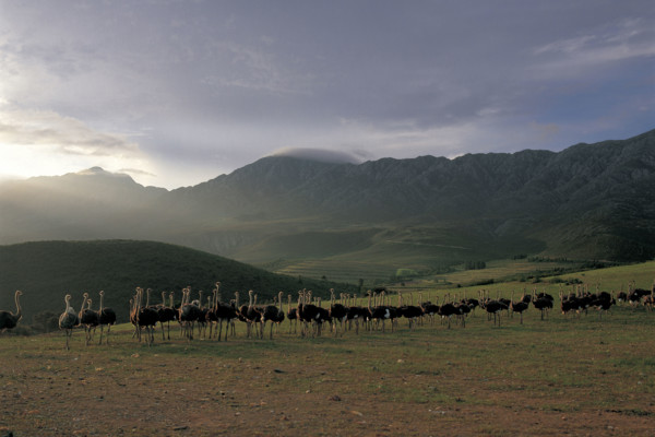 GRAZING OSTRICHES IN THE LITTLE KAROO
