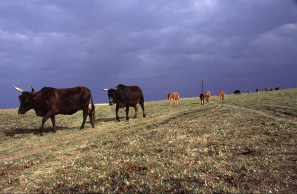 cows