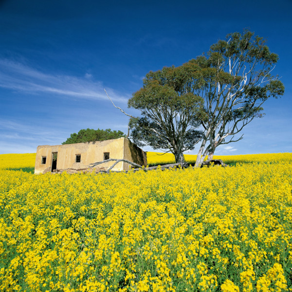 CANOLA FIELDS