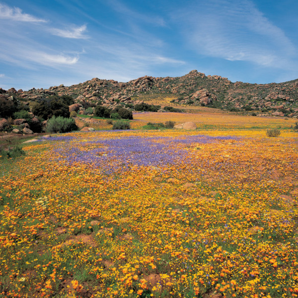 SPRING IN THE NAMAQUALAND