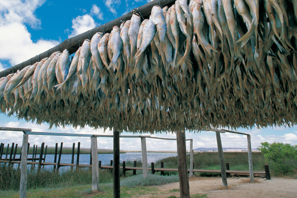 BOKKEMS, VELDDRIF