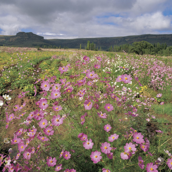 A FIELD OF COSMOS