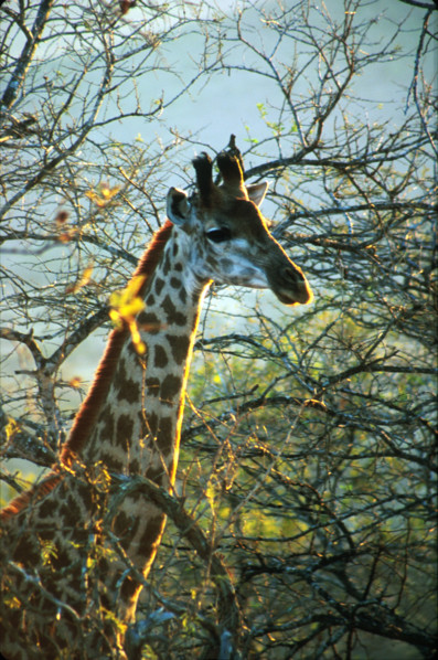 Giraffe (Giraffa camelopardalis)