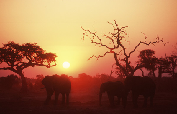 Elephant Sunset