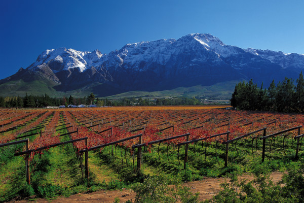 Autumn vineyards