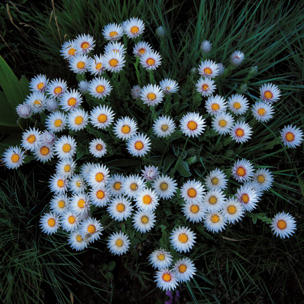 EVERLASTINGS (HELICHRYSUM ECKLONIS)