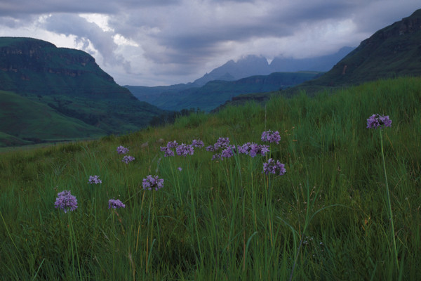 BELL AGAPANTHUS