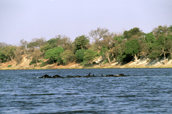 Elephants swimming  the Chobe river
\n