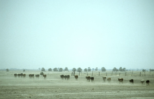 Over Grazing
\n