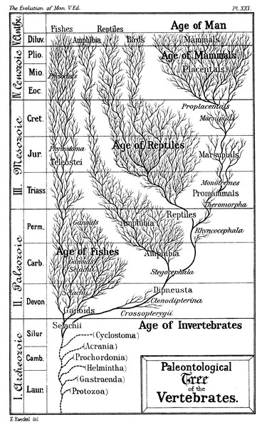 Paleontological tree of vertebrates. From Ernst Haeckel"'The Evolution of Man", fifth edition, London, 1910